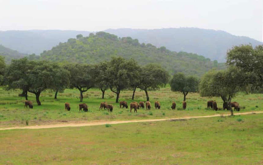 A reintroduçáo dos bisontes europeus em Espanha não agrada a todos Foto: Yvonne Kemp