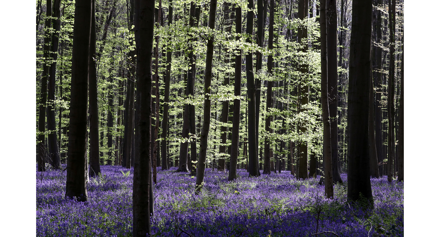 Jacinto-dos-campos florescem em abril tornando a floresta pintada de tons de azul, em Hallerbos, conhecido como a &quot;Floresta Azul&quot;, na B&eacute;lgica. 13 de abril 2020 /Yves Herman - Reuters 