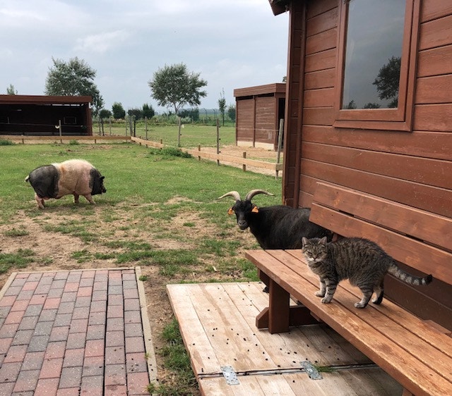  Andrea Neves - Antena 1 