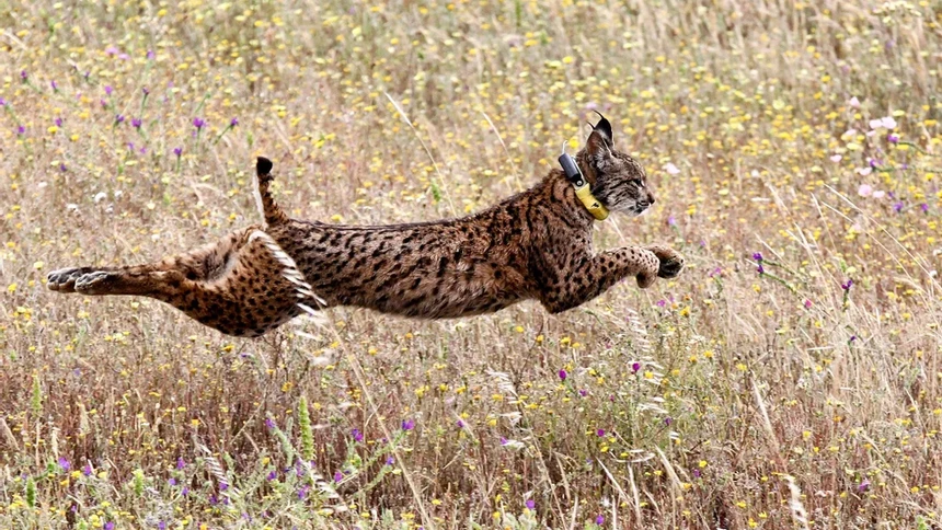 O lince ibérico continua a ser alvo de cuidada preservação
