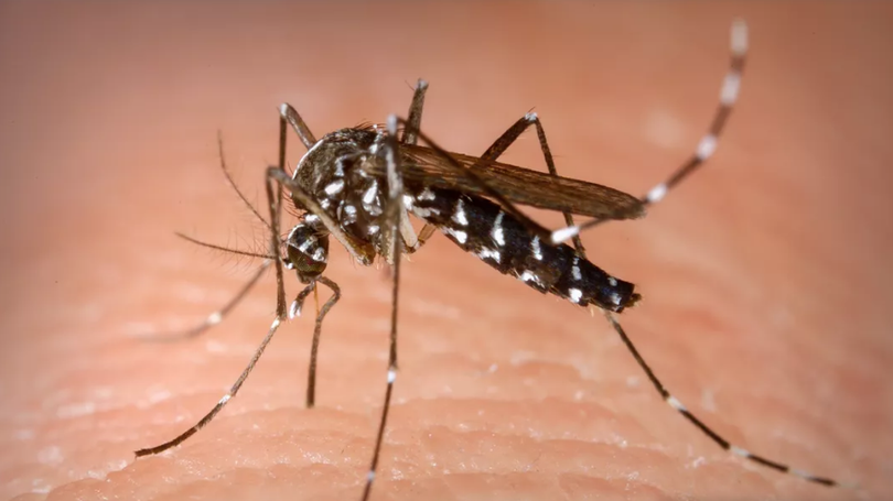 Imagem de São Tomé e Príncipe poderá estar afetado pela Dengue