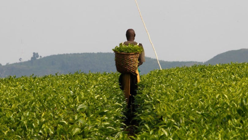 Imagem de Associação Agropecuária de Angola defende sistemas de produção mais eficientes
