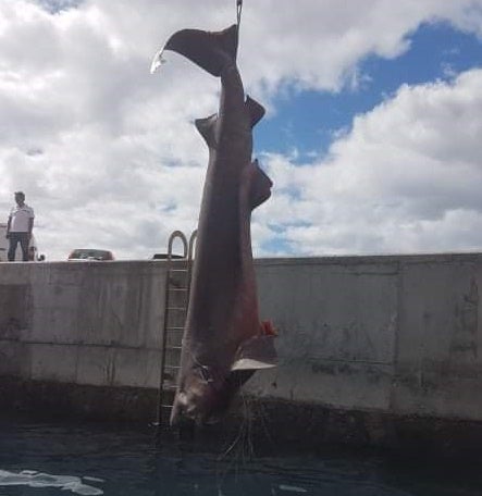 Tubarão capturado na Ribeira Brava (áudio)