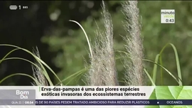 Imagem de Minuto Verde