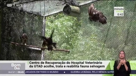 Imagem de Minuto Verde