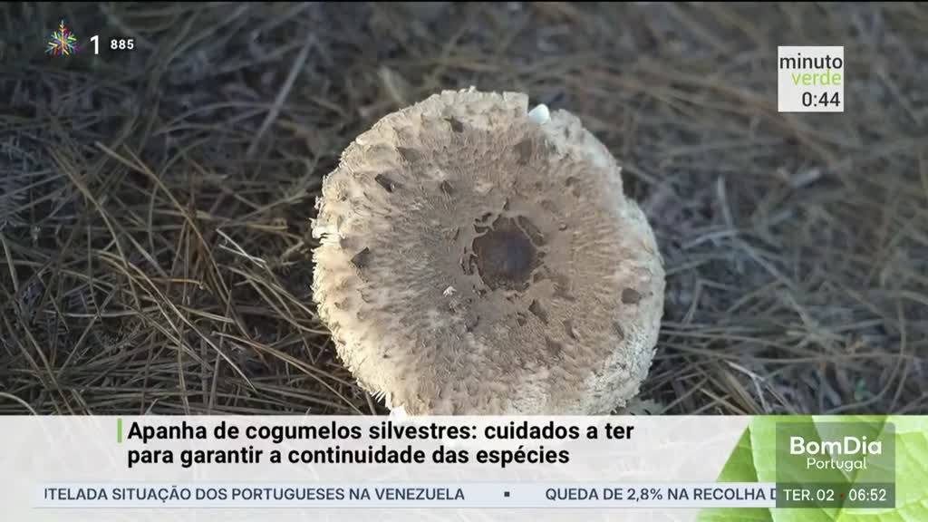 Imagem de Minuto Verde