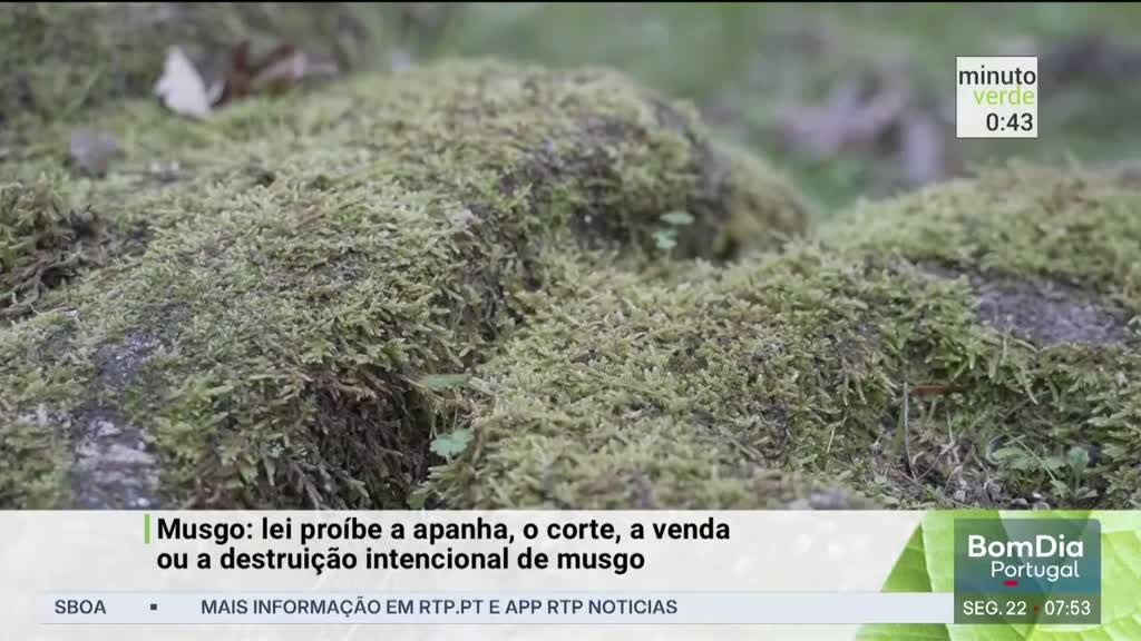 Imagem de Minuto Verde
