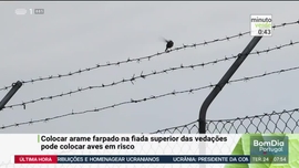 Imagem de Minuto Verde