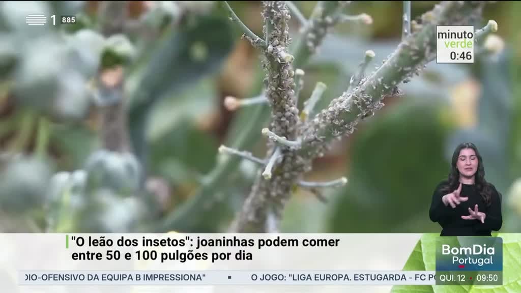 Imagem de Minuto Verde