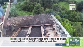 Imagem de Minuto Verde