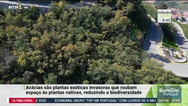 Imagem de Minuto Verde