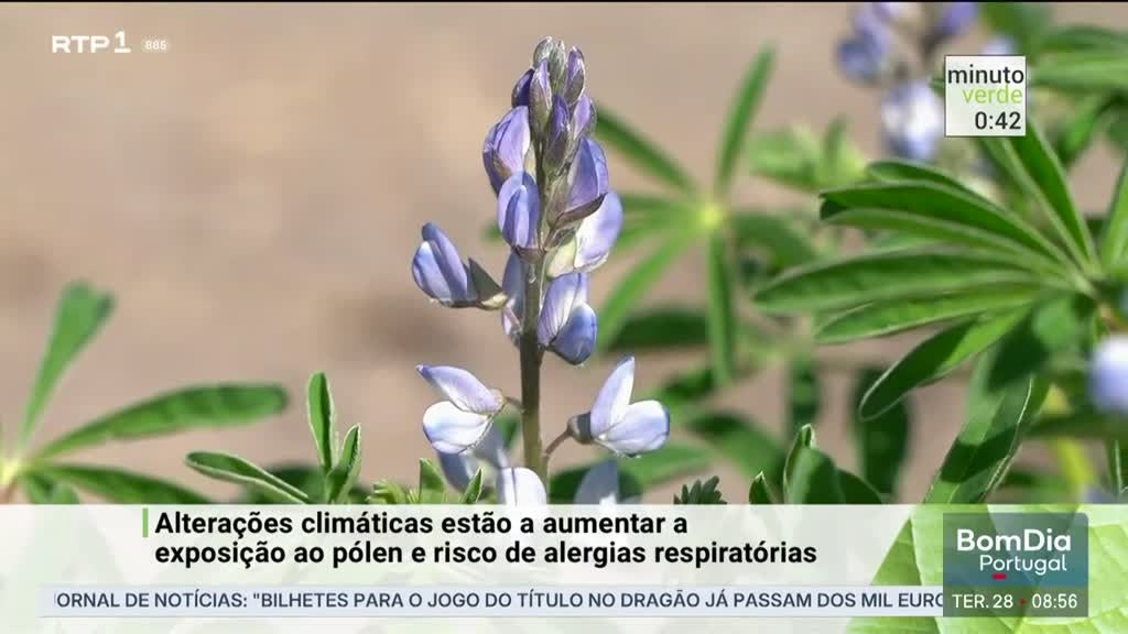 Imagem de Minuto Verde