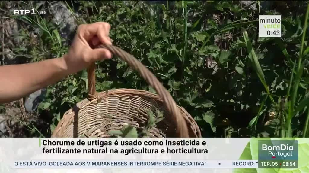 Imagem de Minuto Verde