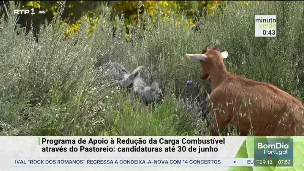 Imagem de Minuto Verde