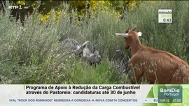 Imagem de Minuto Verde