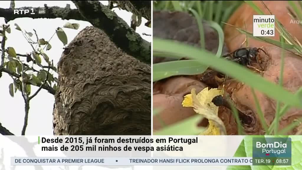 Imagem de Minuto Verde