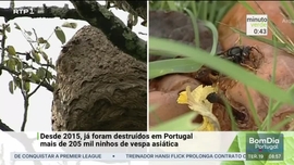 Imagem de Minuto Verde