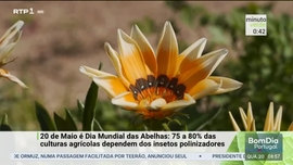 Imagem de Minuto Verde