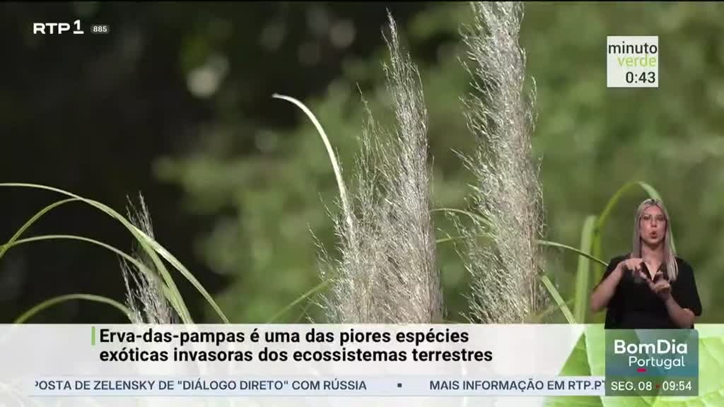 Imagem de Minuto Verde