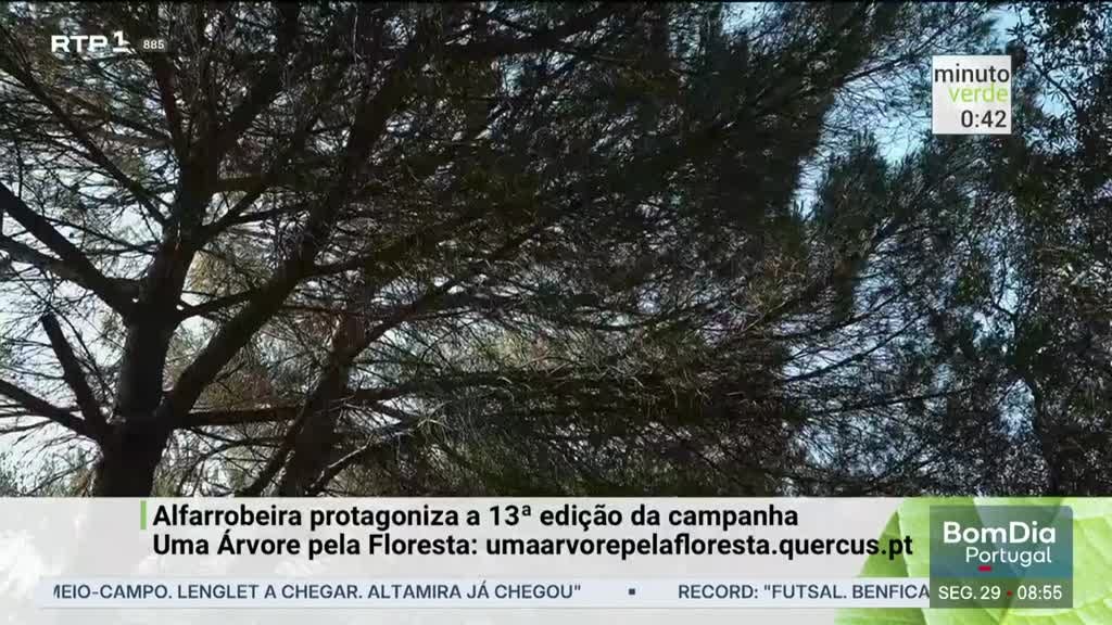 Imagem de Minuto Verde