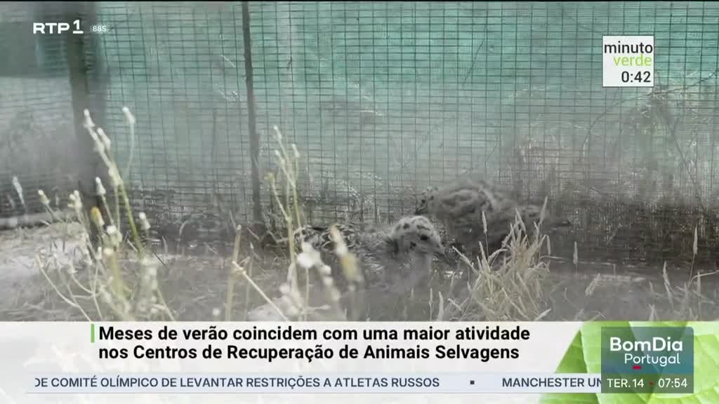 Imagem de Minuto Verde