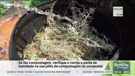 Imagem de Minuto Verde
