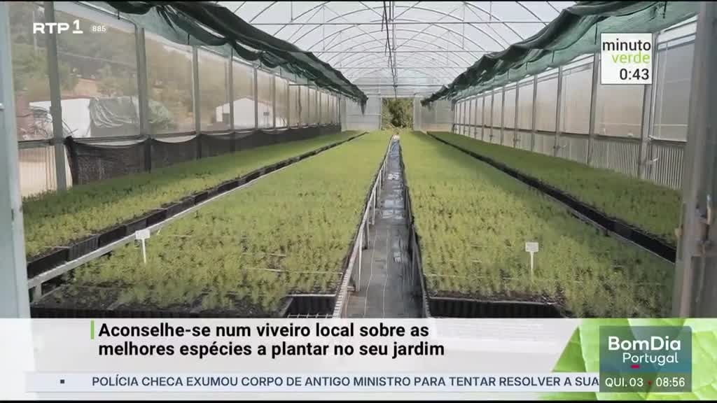 Imagem de Minuto Verde