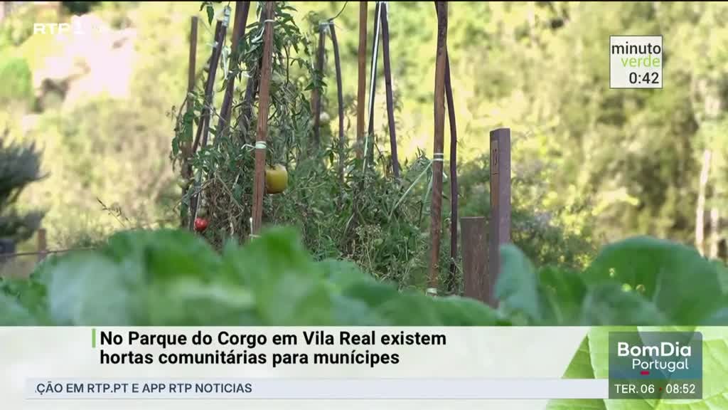 Imagem de Minuto Verde