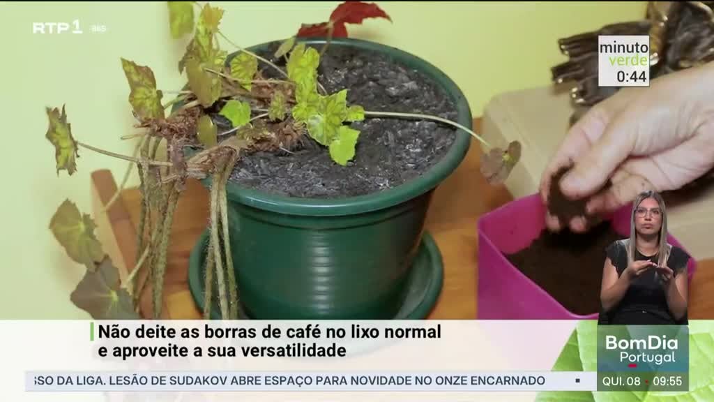 Imagem de Minuto Verde