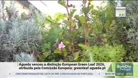 Imagem de Minuto Verde