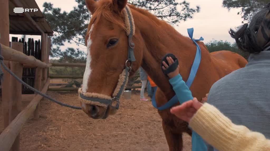 Imagem de Exploradores da Natureza - Cavalos na Areia - Comporta