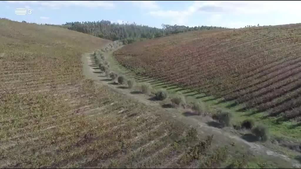 Imagem de A Essência