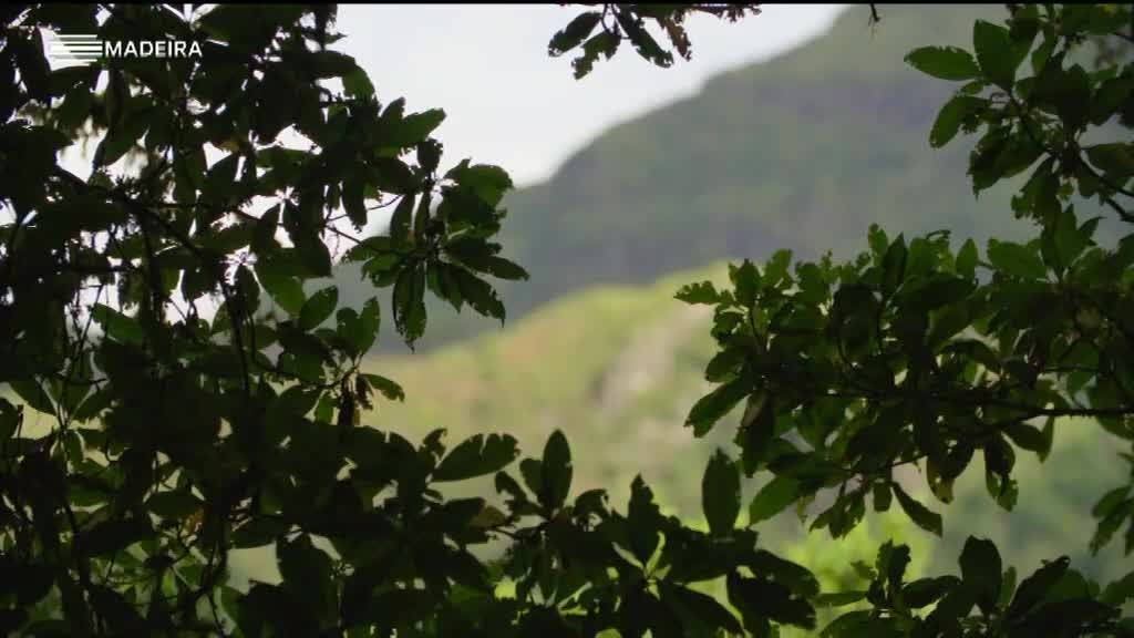 Imagem de As Nossas Plantas