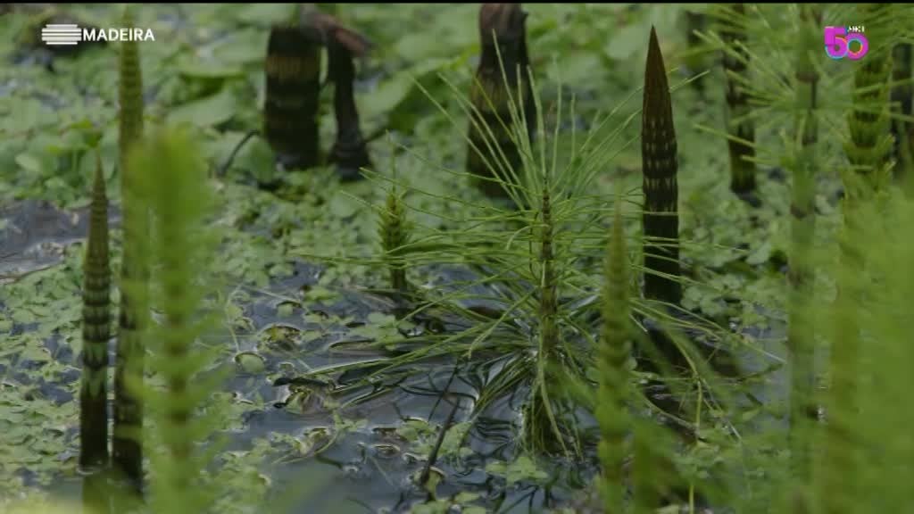 Imagem de As Nossas Plantas