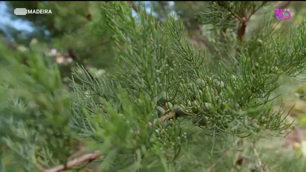 Imagem de As Nossas Plantas