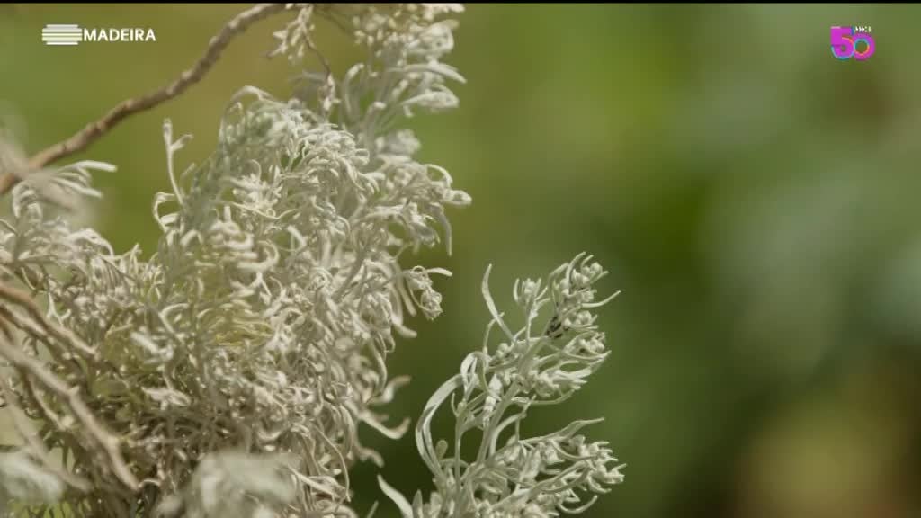 Imagem de As Nossas Plantas