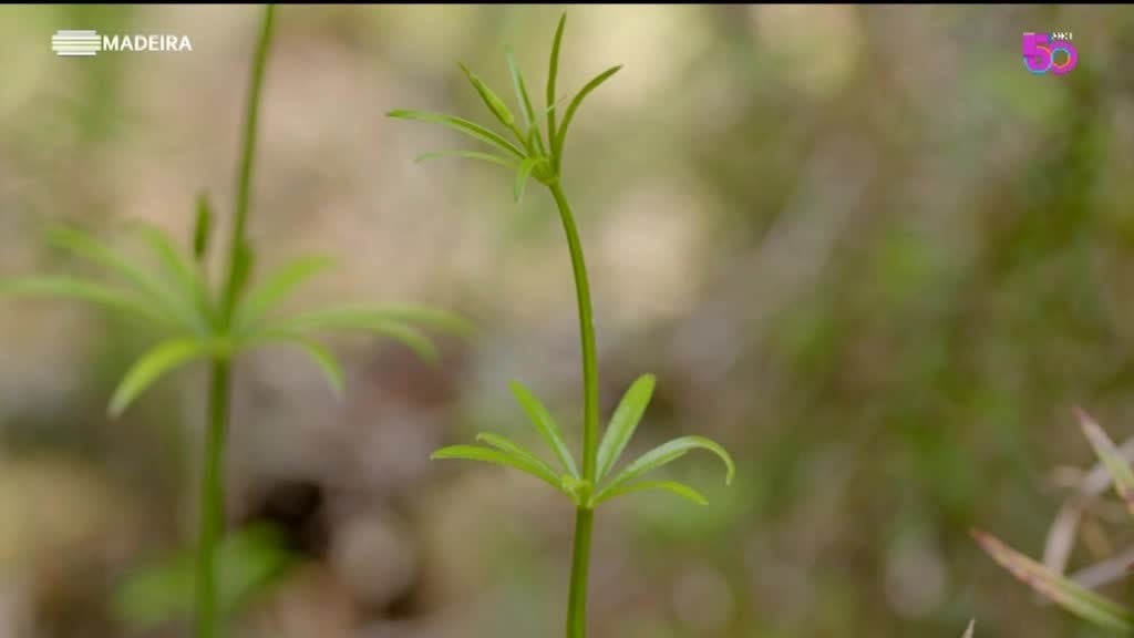 Imagem de As Nossas Plantas