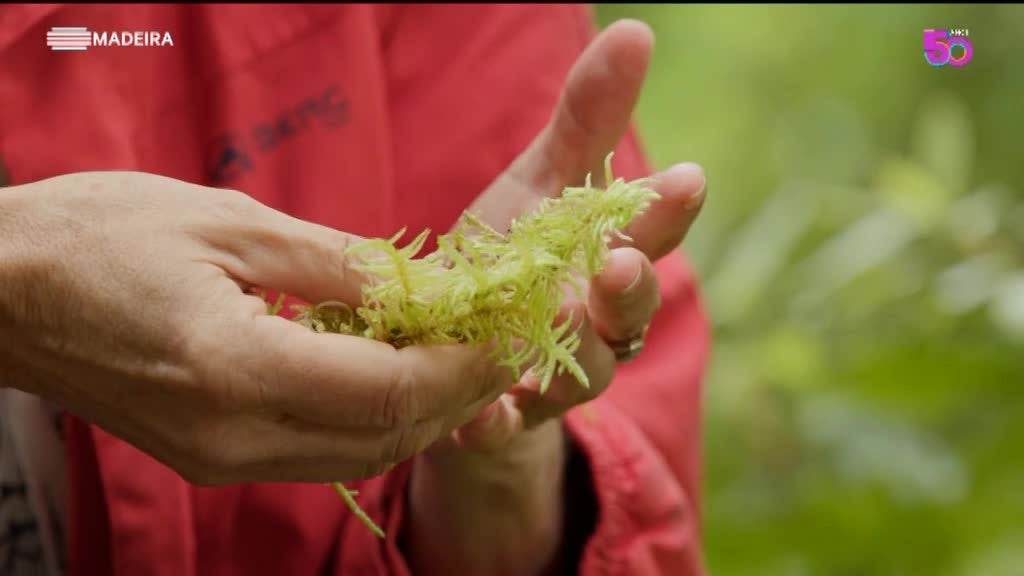 Imagem de As Nossas Plantas