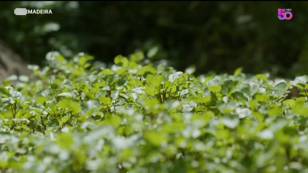 Imagem de As Nossas Plantas