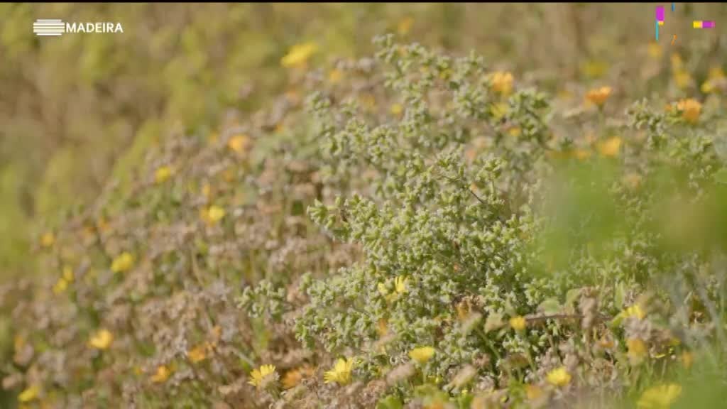Imagem de As Nossas Plantas