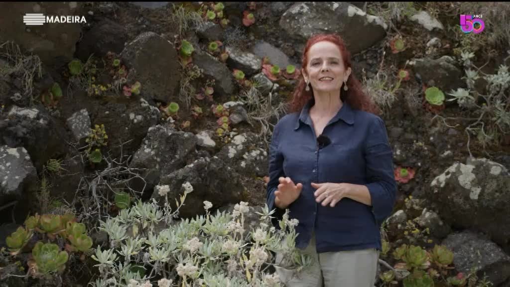 Imagem de As Nossas Plantas