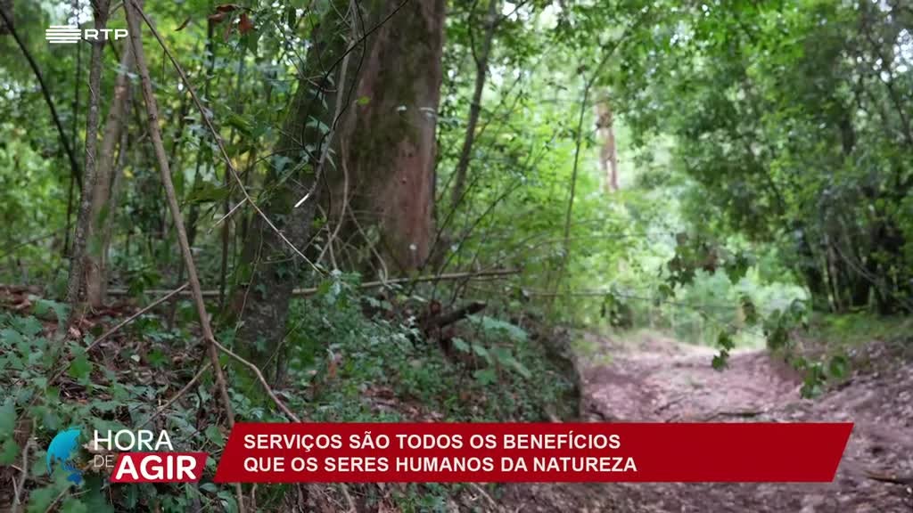 Imagem de Hora de Agir - Os Serviços de Ecossistema da Floresta