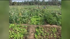 Imagem de Melodia do Povo