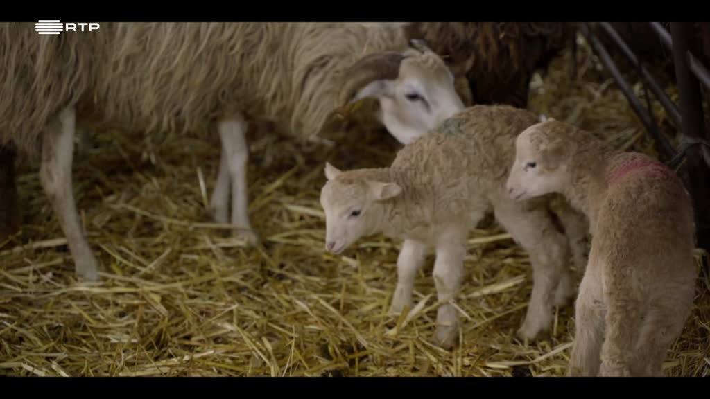 Imagem de No País de Alice