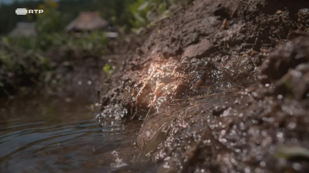 Imagem de Temos Programa