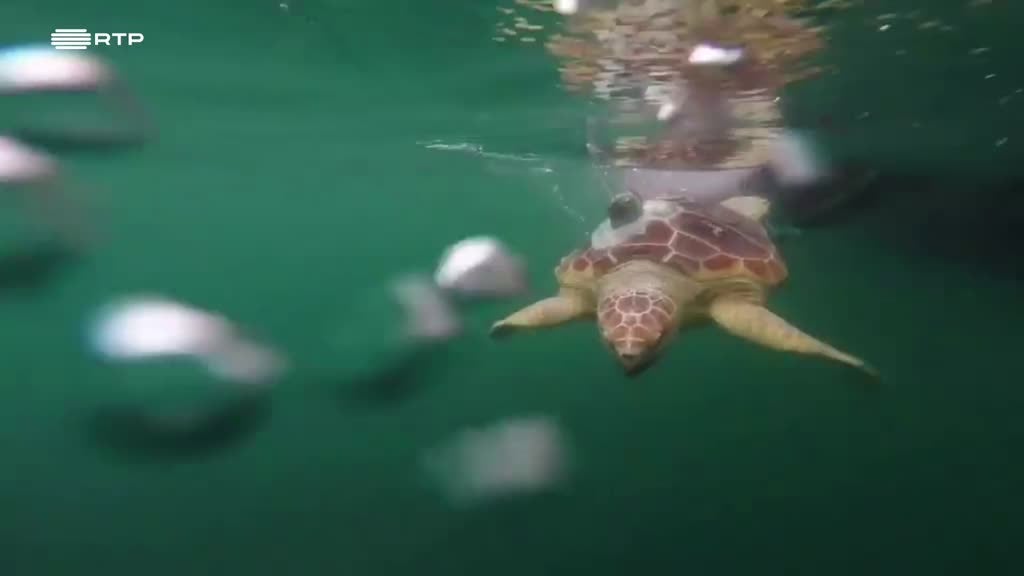 Imagem de Outras Histórias - O Hospital dos Animais Marinhos; À Procura da Floresta Selvagem