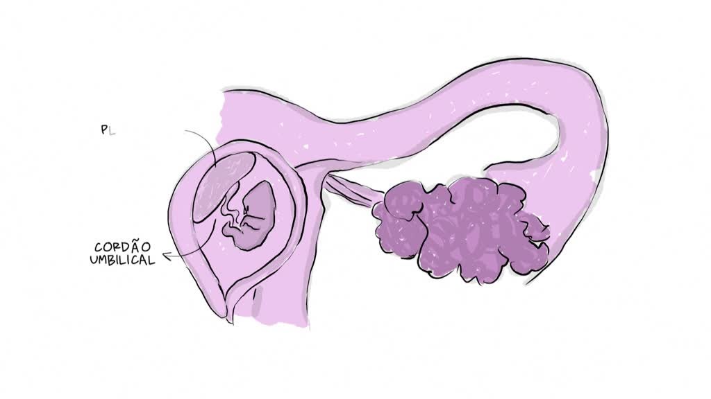 Imagem de Pulga Atrás da Orelha - Como nascem os bebés?