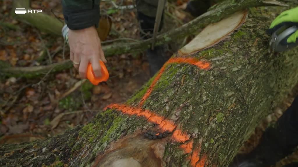 Imagem de Sim, Eu Consigo - Mika - Manter a minha Floresta Viva!