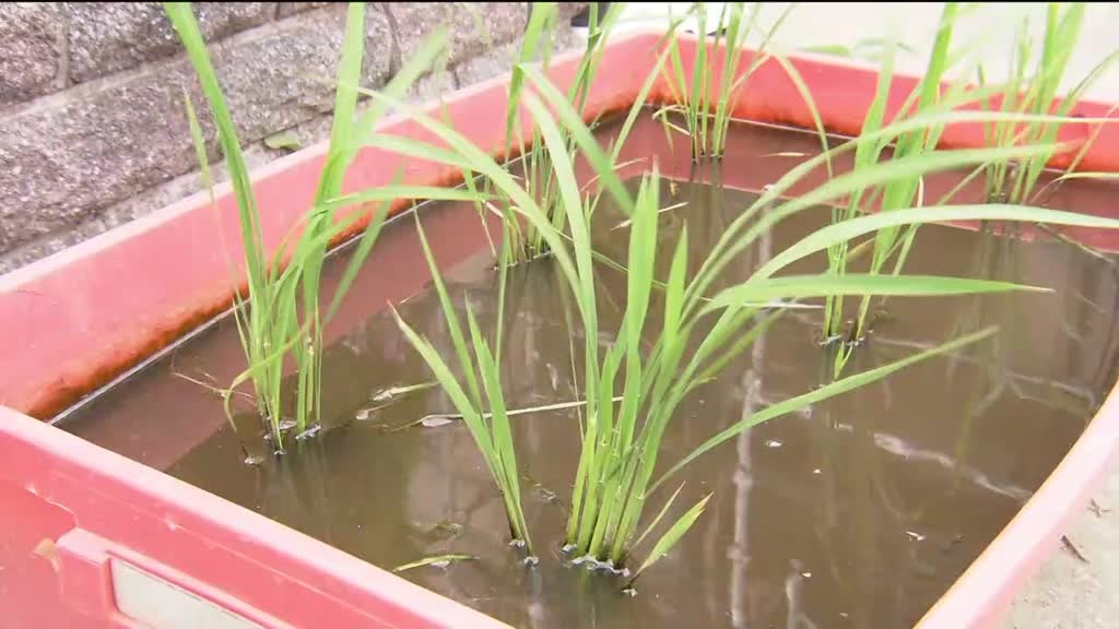 Imagem de Sim, Eu Consigo - Hikari - Eu quero fazer o meu Arroz
