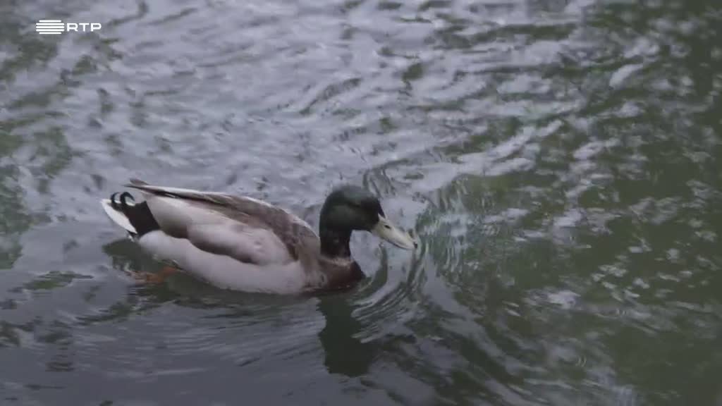 Imagem de Nada Será Como Dante